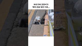 하수구에 빠진 아기를 구한 어미 냥이