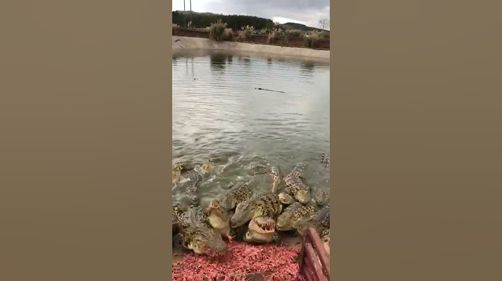 Alimentando Jacarés