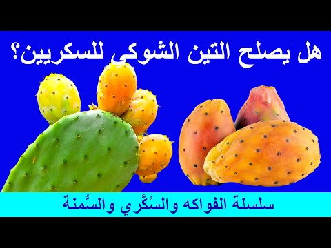 هل يصلح التين الشوكي البرشومي لمريض السكري وما هي فوائده وأضراره