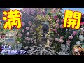 爆咲き‼️200品種🌹【満開】たー薔薇ガーデン満開となりました😊🐻