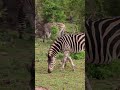 Wildlife Compilations EP7 S1#wildlife #vervetmonkey #zebra #impala #giraffe #blackrhino #warthogs