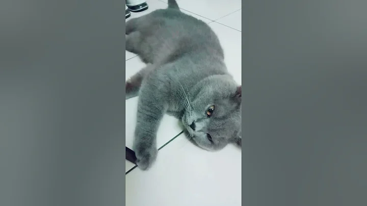 Watch the video about Sedeynya dia takut kena Tinggal #kucingcomel #cat #bubu #mamabuhu #bsh #shorts #bubupergiraya #blkkg