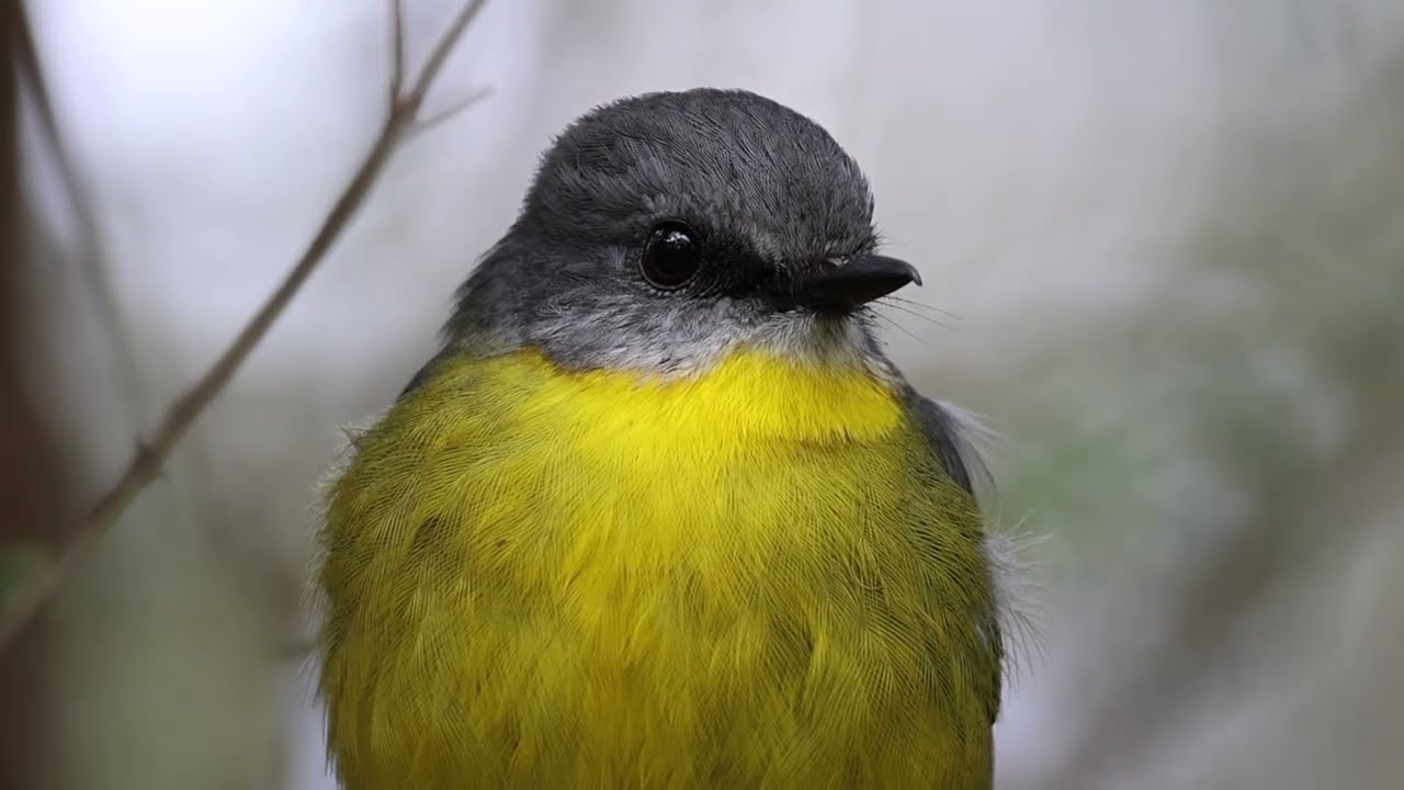 Australian Birds - Eastern Yellow Robin