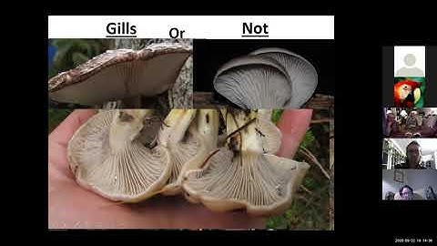 Wild Mushroom Foraging: A Beginner