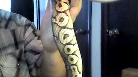 XX Black Pewter Ball Python XX
