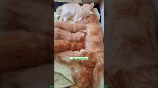 রিজিক নিয়ে আদনান হুজুরের ওয়াজ#shortvideos #kitten #cute #cat 🐈🐱