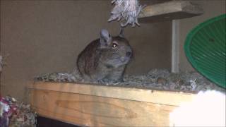 Noisey Degu
