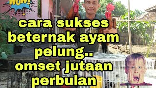 Cara Sukses Beternak Ayam Pelung  Omset Jutaan Rupiah aydanelung peternaksukses exploresubang