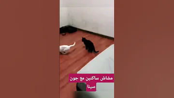 عنداك تنسا و تخليهم بالجوع اكسبلور Fun كوميديات ضحك Foryou Funny ترند Fyp قطط مضحك Fyp 