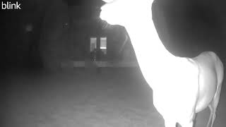 Cute deer sniffs camera 📸 #adorable