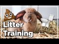 How To Litter Train Your Bunny | Tips, Tricks and Troubleshooting
