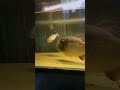 Live feeding piranha fish  monster fish shorts