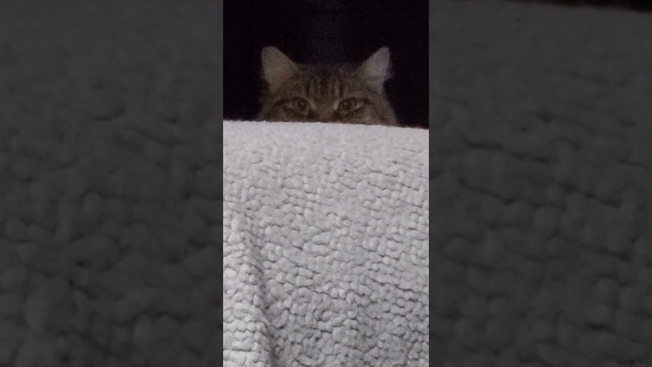 Ваш студийный кот так делает?! 