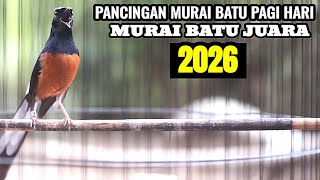 MASTERAN MURAI BATU PAGI HARI FULL TEMBAKAN MEWAH BONGKAR MATERI TERBAIK 2026