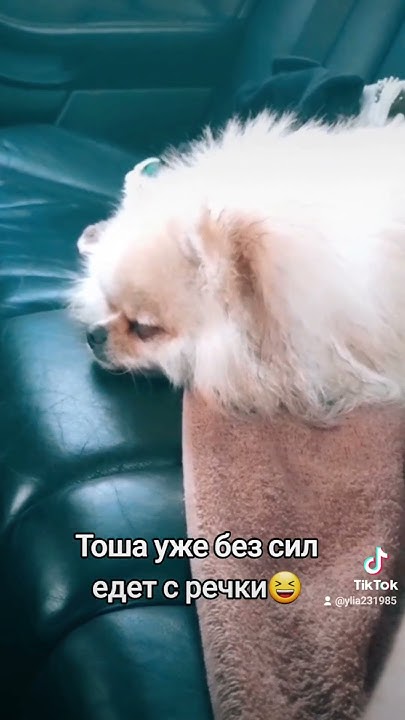 #шпиц #милота #животные #собаки #собака #прикол #рекомендации #юмор ...
