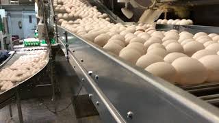 Farmtec Egg Conveyor System