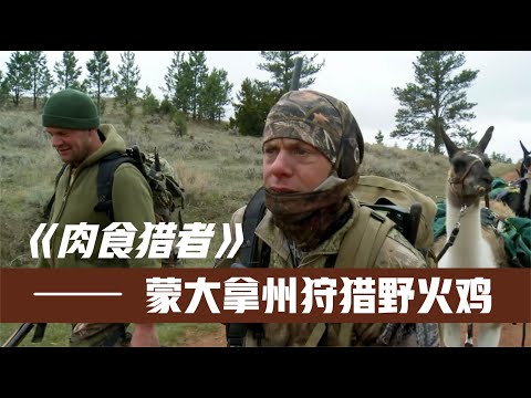 狩猎野火鸡，巨型火鸡难逃致命诱惑，猎人轻松收获数十斤食物！
