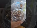 থাইল্যান্ডে হালাল খাবার, ফ্রাইডরাইস | Halal food in Thailand | Shrimp fried rice, morning glory