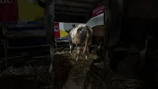 Sapinya kontes wonosobo datang