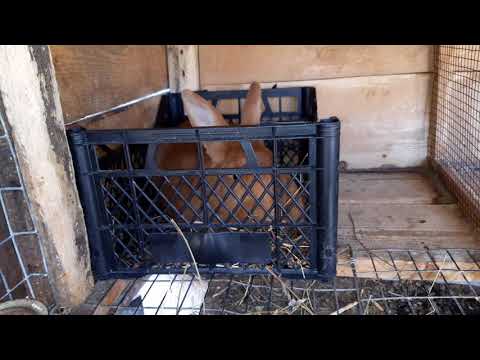 დახმარება მჭირდება .. თუ ვინმემ რამე იცით დამიწერეთ კომენტარებში.