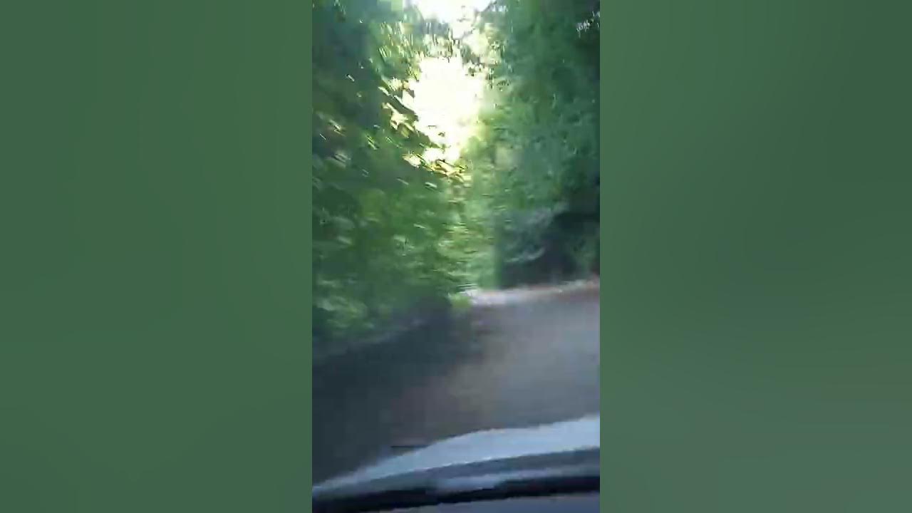 Заповедный лес роза Хутор канатная