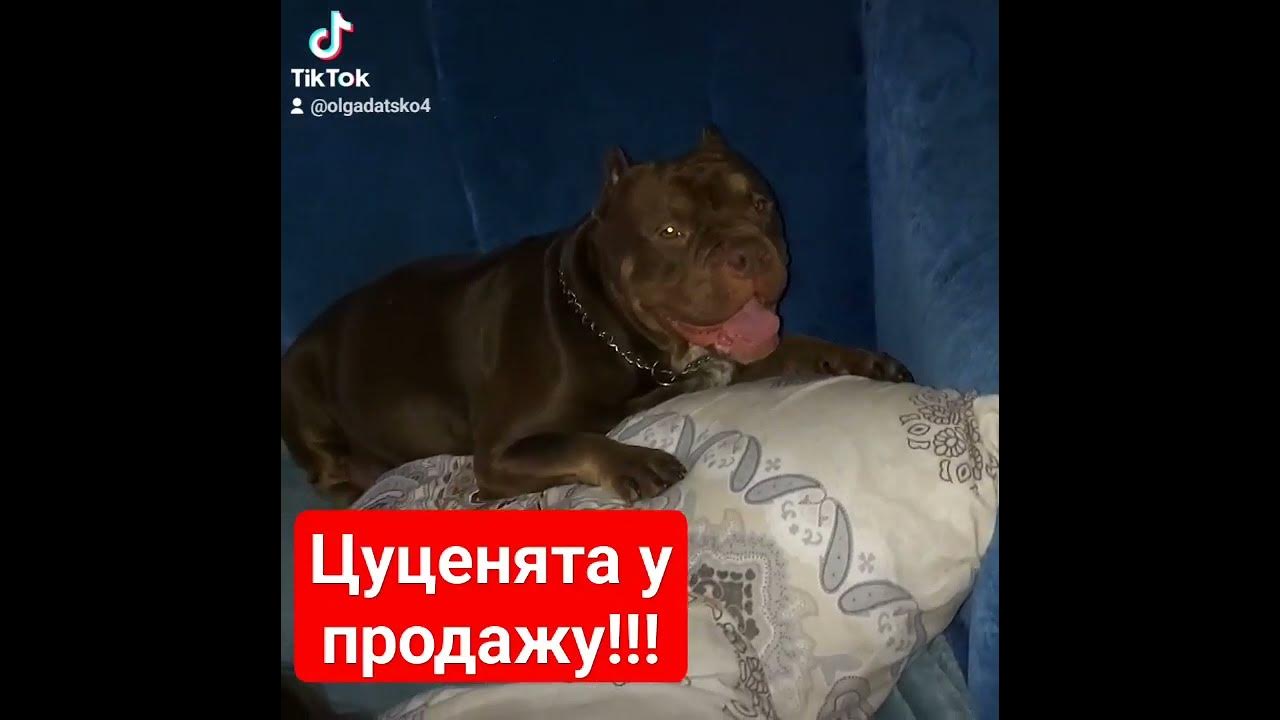 Американський Буллі!!! - YouTube