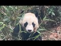 【楓浜】やっと会えた～🥹成都でも食欲旺盛で元気でかわいい姿に感激😍