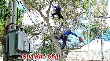 Cưa Cây Tràm Bông Vàng, To Cao, ngay Đường Dây Điện Lớn, Nhà Lộ Xe, Quá Khó, Cưa Kỹ Thuật,68