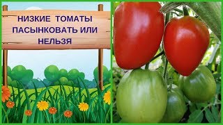ПАСЫНКОВАНИЕ ТОМАТОВ..НЕЛЬЗЯ ИЛИ НЕОБХОДИМО ПАСЫНКОВАНИЕ ТОМАТОВ..НЕЛЬЗЯ ИЛИ НЕОБХОДИМО