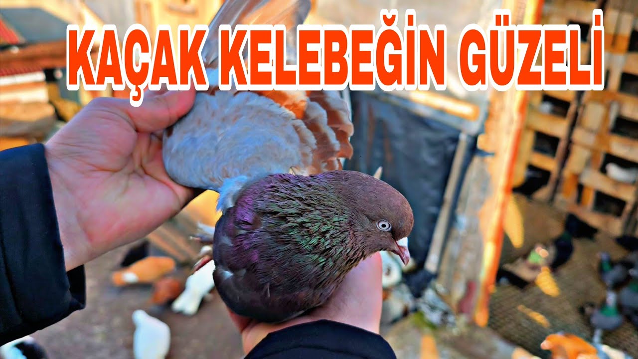 HAVAYA BİR BAKTİK KAÇAK KELEBEK GELDİ YAKALAMASİ KOLAY OLDU