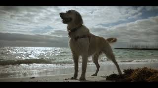 Ep 95 Una Housesitting & Dogsitting