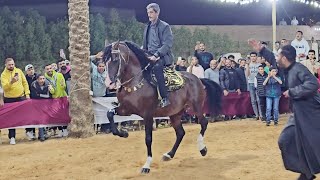 رقص اقوي حصان في مصر الملك بويكا حفلة العتاولة الهرم 2024