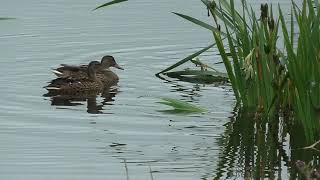 4 Female Mallards Upton Warren Birds UK