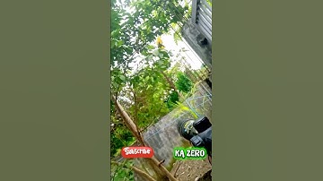 bayawak #pestcontrol #plslikesubscribe #airgunhaunting #kazero