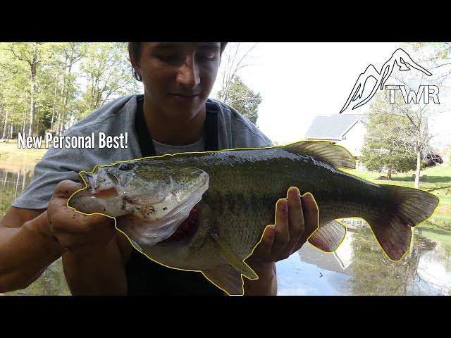 The Largemouth Bass: Everything You Need To Know! (4K) 