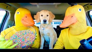 Rubber Ducky Surprises Ducky & Puppy With Car Ride Chase! by Life of Teya 16,445,441 views 1 year ago 2 minutes, 43 seconds