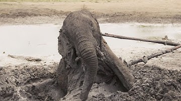 Two Elephants Looking For Water Are Rescued From The Mud