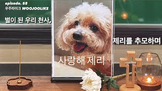 [우주라이크 썸씽투씨]⭐별이 된 우리 천사, 제리를 추모하며 | 제리야 사랑해 | 무지개다리 | 영원한 15살, 노견 강아지 | 당뇨와 디스크, 그리고 폐종양 | 반려견 장례식