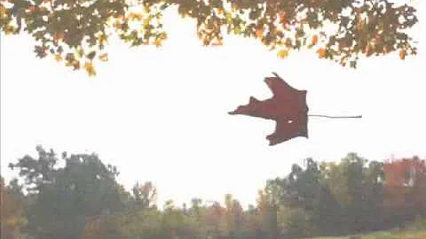 Autumn Leaves - Catherine Thomson
