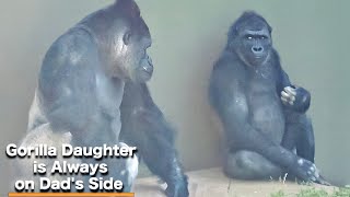 Самка гориллы пытается остановить ссору между самцами. Семья Шабани