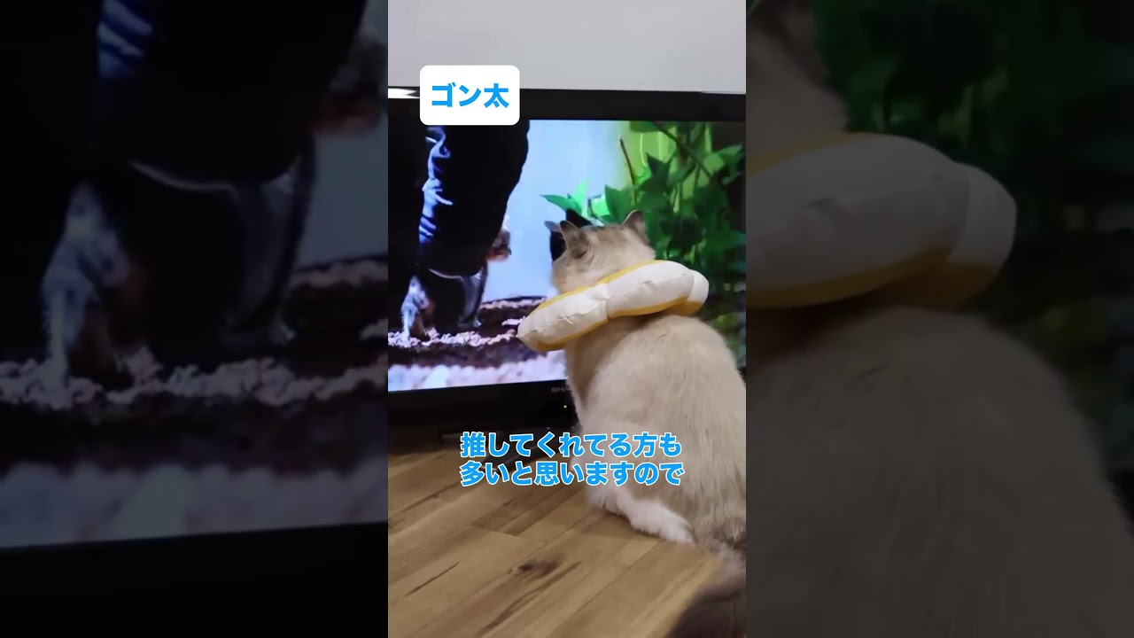 テレビが気になる猫】ゴン太【譲渡型保護猫カフェnekotosiawase】 #猫