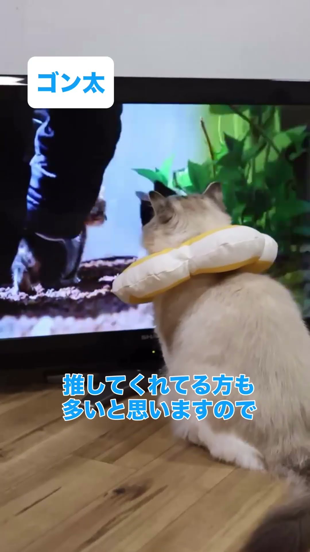 テレビが気になる猫】ゴン太【譲渡型保護猫カフェnekotosiawase】 #猫