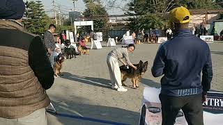 German Shepherd Dog Show In Nepal 2023 #Germanshepherd #German #Shepherd #dogshow #2023