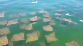 Amazing Stingray Swarm (Fever)