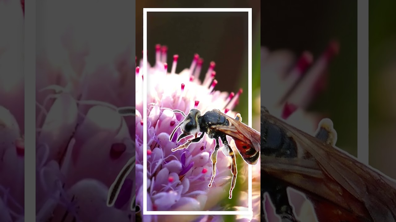 Tier-Pflanzen-Paare: Wiesen-Witwenblume & Knautien-Sandbiene