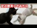 【保護子猫】子猫たちの様子をみるために定点観測してみたら（Part1）#011