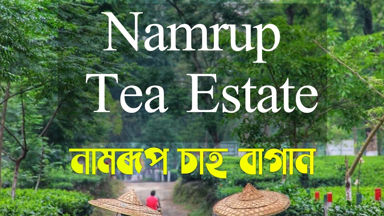 Namrup Namrup Tea Estate ( নামৰূপ চাহ বাগান ), Assam, Assam Tea Estate🌱🌱🌱 ...
