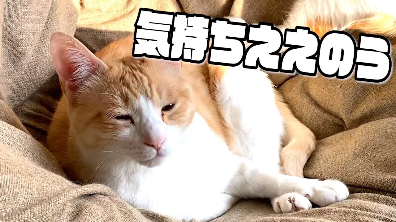 日向ぼっこしている猫は平和の象徴ですよね Youtube