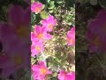 good morning 🌞#shorts #viral #nature #shortvideo