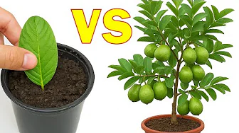 Boost Your Guava Harvest – Start from Just Leaves!